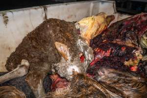 Dead calf and dead foal in offal bin - Handheld photos taken at Goulburn Valley Stock Removers, owned by horse dealer Peter Loffel. Ex-racehorses are illegally killed on his residential property then transported to the knackery, where they are processed into pet food. The knackery also processes dead cows, mainly dairy cows. - Captured at Goulburn Valley Stock Removers, Shepparton North VIC Australia.