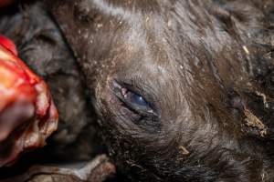 Dead calf in offal bin - Handheld photos taken at Goulburn Valley Stock Removers, owned by horse dealer Peter Loffel. Ex-racehorses are illegally killed on his residential property then transported to the knackery, where they are processed into pet food. The knackery also processes dead cows, mainly dairy cows. - Captured at Goulburn Valley Stock Removers, Shepparton North VIC Australia.