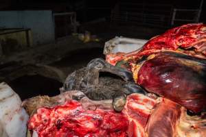 Dead calf and head of cow - Handheld photos taken at Goulburn Valley Stock Removers, owned by horse dealer Peter Loffel. Ex-racehorses are illegally killed on his residential property then transported to the knackery, where they are processed into pet food. The knackery also processes dead cows, mainly dairy cows. - Captured at Goulburn Valley Stock Removers, Shepparton North VIC Australia.