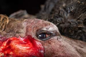 Head of cow in offal bin - Handheld photos taken at Goulburn Valley Stock Removers, owned by horse dealer Peter Loffel. Ex-racehorses are illegally killed on his residential property then transported to the knackery, where they are processed into pet food. The knackery also processes dead cows, mainly dairy cows. - Captured at Goulburn Valley Stock Removers, Shepparton North VIC Australia.