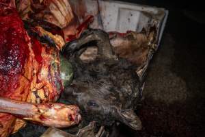 Dead calf in offal bin - Handheld photos taken at Goulburn Valley Stock Removers, owned by horse dealer Peter Loffel. Ex-racehorses are illegally killed on his residential property then transported to the knackery, where they are processed into pet food. The knackery also processes dead cows, mainly dairy cows. - Captured at Goulburn Valley Stock Removers, Shepparton North VIC Australia.