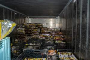Stacks of pet mince in chiller - Handheld photos taken at Goulburn Valley Stock Removers, owned by horse dealer Peter Loffel. Ex-racehorses are illegally killed on his residential property then transported to the knackery, where they are processed into pet food. The knackery also processes dead cows, mainly dairy cows. - Captured at Goulburn Valley Stock Removers, Shepparton North VIC Australia.