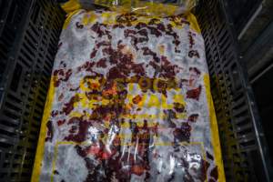Pet mince branded as Goulburn Valley Stock Removers - Handheld photos taken at Goulburn Valley Stock Removers, owned by horse dealer Peter Loffel. Ex-racehorses are illegally killed on his residential property then transported to the knackery, where they are processed into pet food. The knackery also processes dead cows, mainly dairy cows. - Captured at Goulburn Valley Stock Removers, Shepparton North VIC Australia.