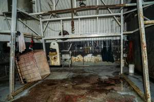 Processing room at knackery - Handheld photos taken at Goulburn Valley Stock Removers, owned by horse dealer Peter Loffel. Ex-racehorses are illegally killed on his residential property then transported to the knackery, where they are processed into pet food. The knackery also processes dead cows, mainly dairy cows. - Captured at Goulburn Valley Stock Removers, Shepparton North VIC Australia.
