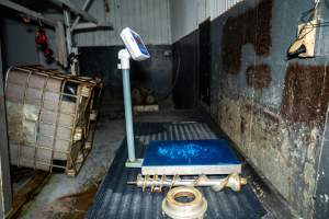 Scales inside processing room - Handheld photos taken at Goulburn Valley Stock Removers, owned by horse dealer Peter Loffel. Ex-racehorses are illegally killed on his residential property then transported to the knackery, where they are processed into pet food. The knackery also processes dead cows, mainly dairy cows. - Captured at Goulburn Valley Stock Removers, Shepparton North VIC Australia.