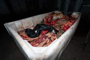 Dead calf in offal bin - Handheld photos taken at Goulburn Valley Stock Removers, owned by horse dealer Peter Loffel. Ex-racehorses are illegally killed on his residential property then transported to the knackery, where they are processed into pet food. The knackery also processes dead cows, mainly dairy cows. - Captured at Goulburn Valley Stock Removers, Shepparton North VIC Australia.