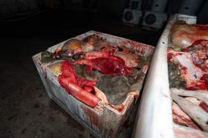 Offal bin - Handheld photos taken at Goulburn Valley Stock Removers, owned by horse dealer Peter Loffel. Ex-racehorses are illegally killed on his residential property then transported to the knackery, where they are processed into pet food. The knackery also processes dead cows, mainly dairy cows. - Captured at Goulburn Valley Stock Removers, Shepparton North VIC Australia.