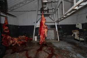 Carcasses in processing room - Handheld photos taken at Goulburn Valley Stock Removers, owned by horse dealer Peter Loffel. Ex-racehorses are illegally killed on his residential property then transported to the knackery, where they are processed into pet food. The knackery also processes dead cows, mainly dairy cows. - Captured at Goulburn Valley Stock Removers, Shepparton North VIC Australia.