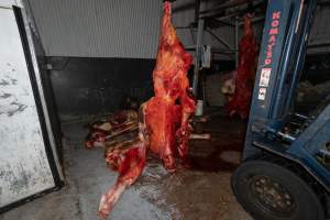 Carcasses in processing room - Handheld photos taken at Goulburn Valley Stock Removers, owned by horse dealer Peter Loffel. Ex-racehorses are illegally killed on his residential property then transported to the knackery, where they are processed into pet food. The knackery also processes dead cows, mainly dairy cows. - Captured at Goulburn Valley Stock Removers, Shepparton North VIC Australia.