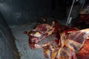 Carcasses in processing room - Handheld photos taken at Goulburn Valley Stock Removers, owned by horse dealer Peter Loffel. Ex-racehorses are illegally killed on his residential property then transported to the knackery, where they are processed into pet food. The knackery also processes dead cows, mainly dairy cows. - Captured at Goulburn Valley Stock Removers, Shepparton North VIC Australia.