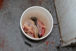 Bucket of tongues - Handheld photos taken at Goulburn Valley Stock Removers, owned by horse dealer Peter Loffel. Ex-racehorses are illegally killed on his residential property then transported to the knackery, where they are processed into pet food. The knackery also processes dead cows, mainly dairy cows. - Captured at Goulburn Valley Stock Removers, Shepparton North VIC Australia.