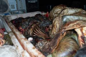 Ribcage in offal bin - Handheld photos taken at Goulburn Valley Stock Removers, owned by horse dealer Peter Loffel. Ex-racehorses are illegally killed on his residential property then transported to the knackery, where they are processed into pet food. The knackery also processes dead cows, mainly dairy cows. - Captured at Goulburn Valley Stock Removers, Shepparton North VIC Australia.