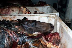 Horse head in offal bin - Handheld photos taken at Goulburn Valley Stock Removers, owned by horse dealer Peter Loffel. Ex-racehorses are illegally killed on his residential property then transported to the knackery, where they are processed into pet food. The knackery also processes dead cows, mainly dairy cows. - Captured at Goulburn Valley Stock Removers, Shepparton North VIC Australia.