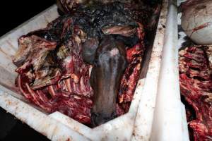 Horse head in offal bin - Handheld photos taken at Goulburn Valley Stock Removers, owned by horse dealer Peter Loffel. Ex-racehorses are illegally killed on his residential property then transported to the knackery, where they are processed into pet food. The knackery also processes dead cows, mainly dairy cows. - Captured at Goulburn Valley Stock Removers, Shepparton North VIC Australia.
