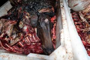 Horse head in offal bin - Handheld photos taken at Goulburn Valley Stock Removers, owned by horse dealer Peter Loffel. Ex-racehorses are illegally killed on his residential property then transported to the knackery, where they are processed into pet food. The knackery also processes dead cows, mainly dairy cows. - Captured at Goulburn Valley Stock Removers, Shepparton North VIC Australia.