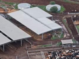 Drone flyover of dairy farm - A herd of dairy cows in a pen, waiting to be moved into the milking shed. Calf visible in the calf shed. - Captured at Minko North Dairy, Korunye SA Australia.