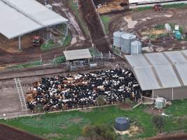 Cows in the milking pen - A herd of dairy cows in a pen, waiting to be moved into the milking shed, as seen from a drone. - Captured at Minko North Dairy, Korunye SA Australia.