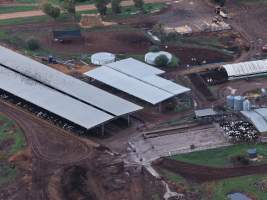 Drone flyover of dairy farm - A herd of dairy cows in a pen, waiting to be moved into the milking shed. Calf visible in the calf shed. - Captured at Minko North Dairy, Korunye SA Australia.