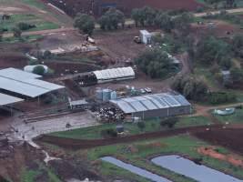 Drone flyover of dairy farm - A herd of dairy cows in a pen, waiting to be moved into the milking shed. - Captured at Minko North Dairy, Korunye SA Australia.