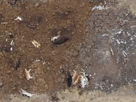 Drone flyover of dead pile at dairy farm - A pile of carcasses and skeletons of calves and cows, mixed in with dirt, on a dairy farm. - Captured at Minko North Dairy, Korunye SA Australia.