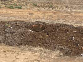 Drone flyover of dead pile at dairy farm - A pile of carcasses and skeletons of calves and cows, mixed in with dirt, on a dairy farm. - Captured at Minko North Dairy, Korunye SA Australia.