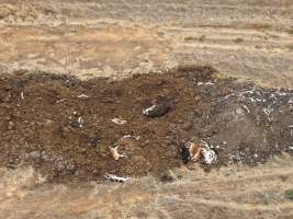 Drone flyover of dead pile at dairy farm - A pile of carcasses and skeletons of calves and cows, mixed in with dirt, on a dairy farm. - Captured at Minko North Dairy, Korunye SA Australia.