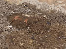 Drone flyover of dead pile at dairy farm - A pile of carcasses and skeletons of calves and cows, mixed in with dirt, on a dairy farm. - Captured at Minko North Dairy, Korunye SA Australia.