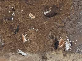 Drone flyover of dead pile at dairy farm - A pile of carcasses and skeletons of calves and cows, mixed in with dirt, on a dairy farm. - Captured at Minko North Dairy, Korunye SA Australia.