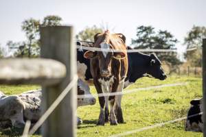 Middlebush Farms - Captured at Middlebush Farms, Franklin Township NJ United States.