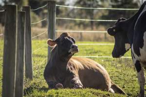 Middlebush Farms - Captured at Middlebush Farms, Franklin Township NJ United States.