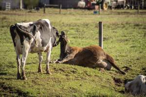 Middlebush Farms - Captured at Middlebush Farms, Franklin Township NJ United States.