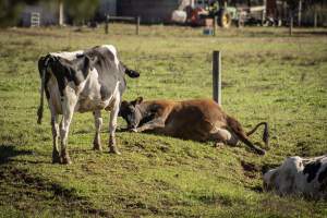 Middlebush Farms - Captured at Middlebush Farms, Franklin Township NJ United States.
