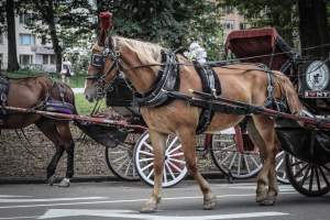 NYC Horse Carriages 2019 - Captured at Central Park Carriage Rides, Manhattan NY United States.
