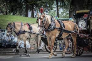 NYC Horse Carriages 2019 - Captured at Central Park Carriage Rides, Manhattan NY United States.