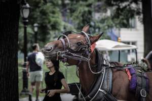 NYC Horse Carriages 2019 - Captured at Central Park Carriage Rides, Manhattan NY United States.