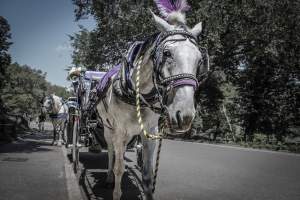 NYC Horse Carriages 2019 - Captured at Central Park Carriage Rides, Manhattan NY United States.
