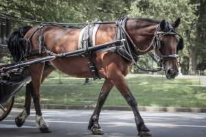 NYC Horse Carriages 2019 - Captured at Central Park Carriage Rides, Manhattan NY United States.