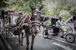 NYC Horse Carriages 2019 - Captured at Central Park Carriage Rides, Manhattan NY United States.