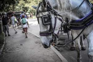 NYC Horse Carriages 2019 - Captured at Central Park Carriage Rides, Manhattan NY United States.