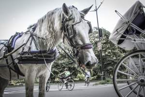 NYC Horse Carriages 2019 - Captured at Central Park Carriage Rides, Manhattan NY United States.