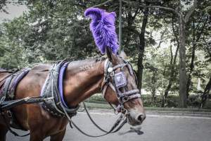 NYC Horse Carriages 2019 - Captured at Central Park Carriage Rides, Manhattan NY United States.