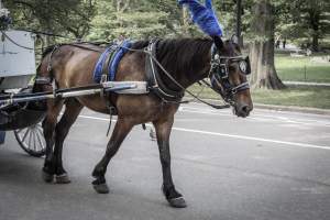 NYC Horse Carriages 2019 - Captured at Central Park Carriage Rides, Manhattan NY United States.