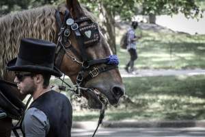 NYC Horse Carriages 2019 - Captured at Central Park Carriage Rides, Manhattan NY United States.