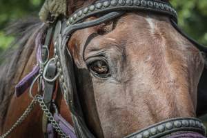 NYC Horse Carriages 2019 - Captured at Central Park Carriage Rides, Manhattan NY United States.