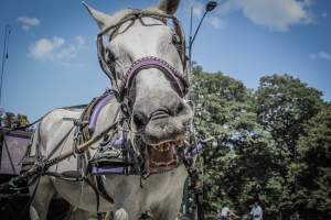 NYC Horse Carriages 2019 - Captured at Central Park Carriage Rides, Manhattan NY United States.