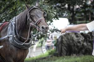 NYC Horse Carriages 2019 - Captured at Central Park Carriage Rides, Manhattan NY United States.