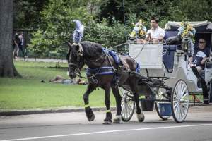 NYC Horse Carriages 2019 - Captured at Central Park Carriage Rides, Manhattan NY United States.