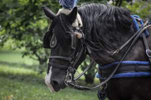 NYC Horse Carriages 2019 - Captured at Central Park Carriage Rides, Manhattan NY United States.