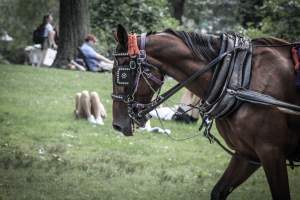 NYC Horse Carriages 2019 - Captured at Central Park Carriage Rides, Manhattan NY United States.