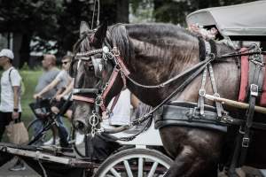 NYC Horse Carriages 2019 - Captured at Central Park Carriage Rides, Manhattan NY United States.